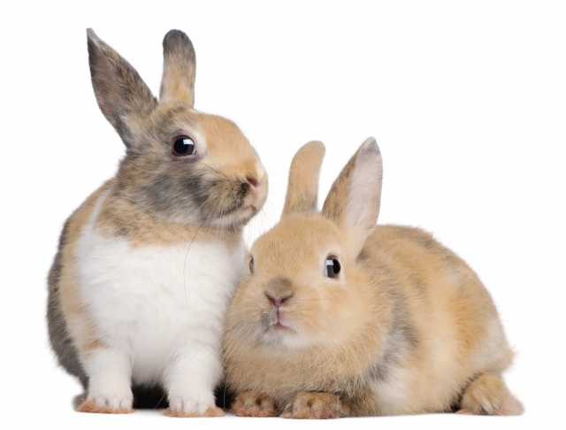 regenval handtekening water Kan je meerdere konijnen samen huisvesten? | WelloPet