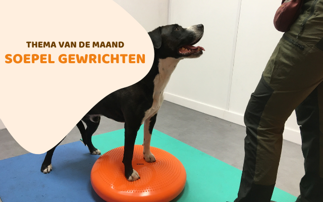 Soepele gewrichten bij honden en katten Soepele gewrichten