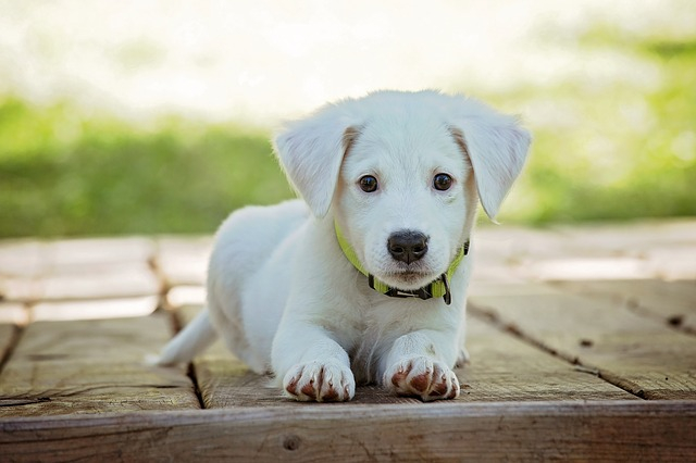 Puppy Puppy