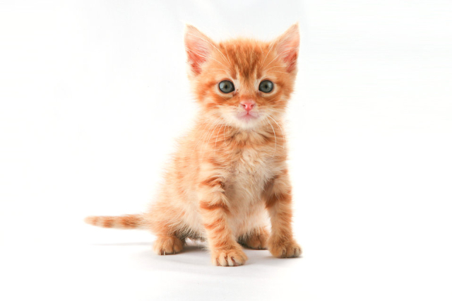 Kittengewenning Kittengewenning