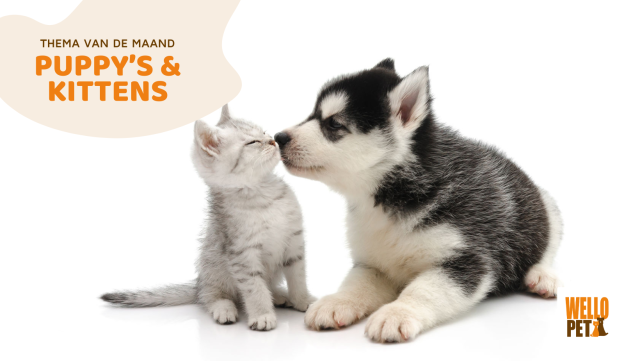 Focus van november & december: puppy's en kittens