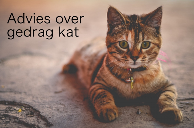 Advies over gedrag kat Advies over gedrag kat