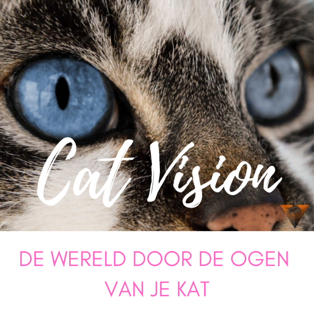 begrijp jouw kat Cat Vision lessenreeks Cat Vision lessenreeks begrijp jouw kat