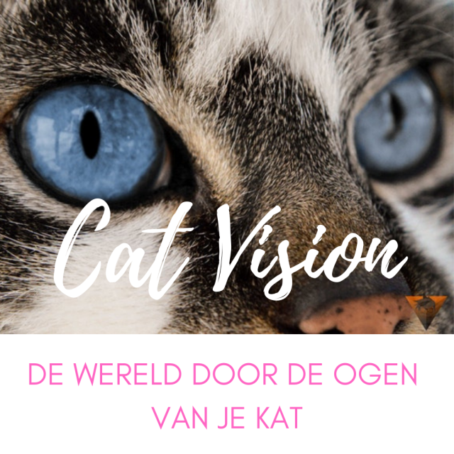 Cat Vision lessenreeks begrijp jouw kat