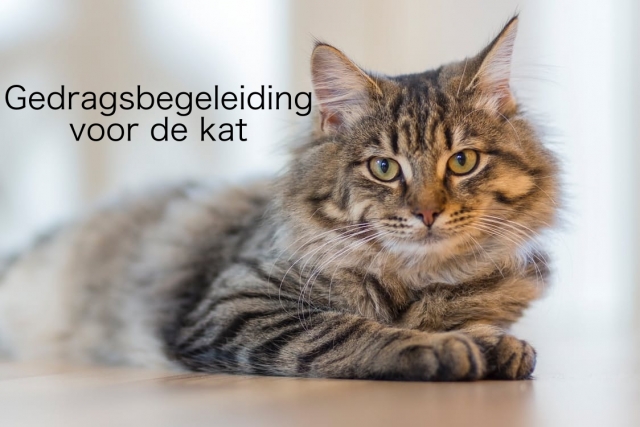 gedragsbegeleiding voor de kat