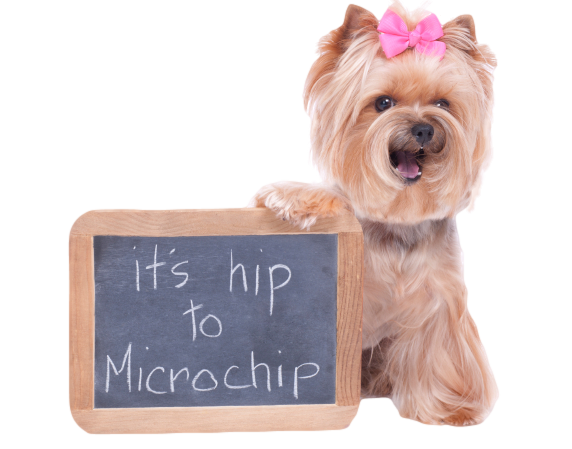 Microchipping