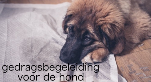 gedragsbegeleiding voor de hond