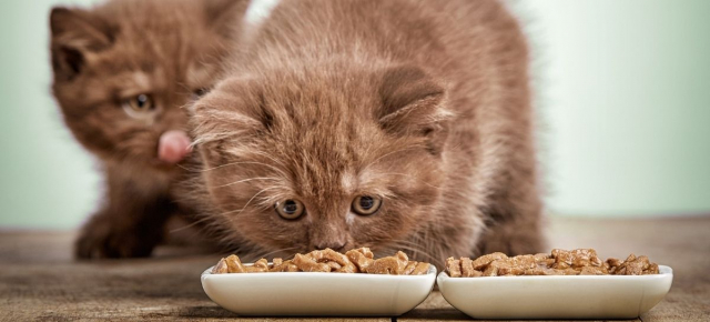 Kitten voeding: zo maak je een gezonde keuze | WelloPet - Cloned WelloPet