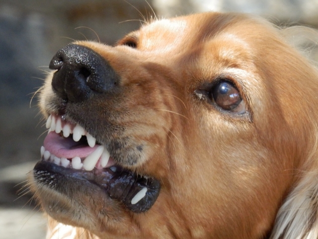 Behandeling ader voorspelling De hondenbeet en de bijtrem | WelloPet