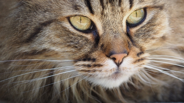 Luchtvaart Behoefte aan Gymnastiek Hoe haarballen bij katten voorkomen? | WelloPet