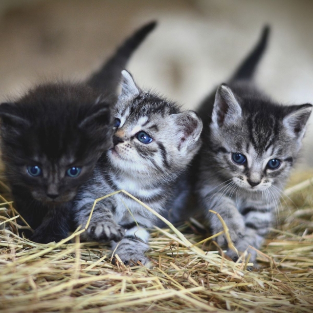 Alert markeerstift Document Een nieuwe kitten in huis: Wat nu? | WelloPet