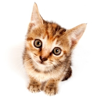 een nieuwe kat in huis een nieuwe kitten in huis