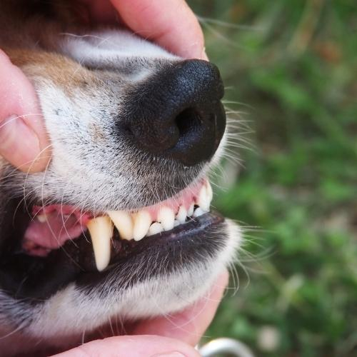 een gezond gebit voor je hond