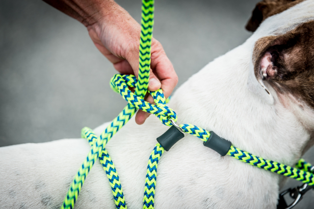 the harness lead