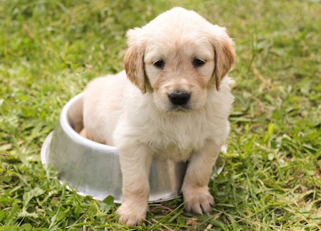 een nieuwe pup in huis