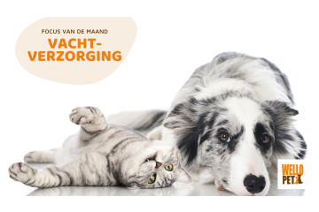 Focus van september en oktober: vachtverzorging